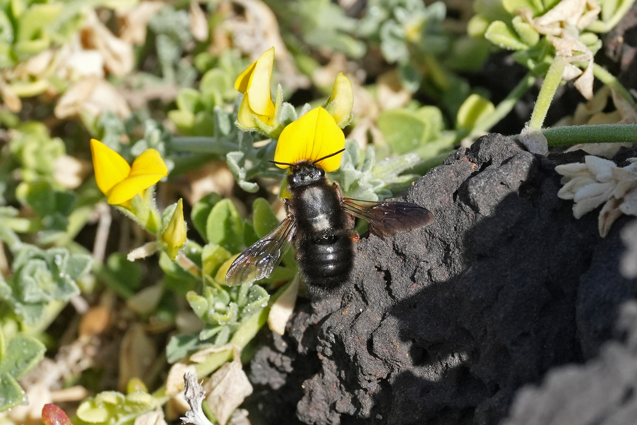 Megachile fuerteventurae