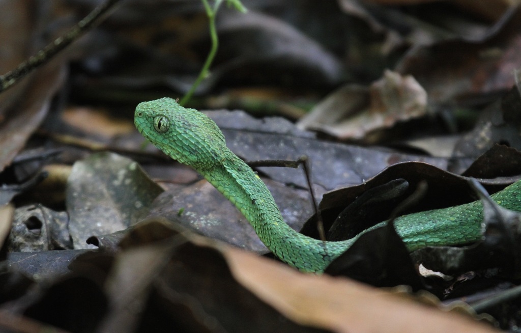 Western bush viper (Atheris chlorechis), West Africa.