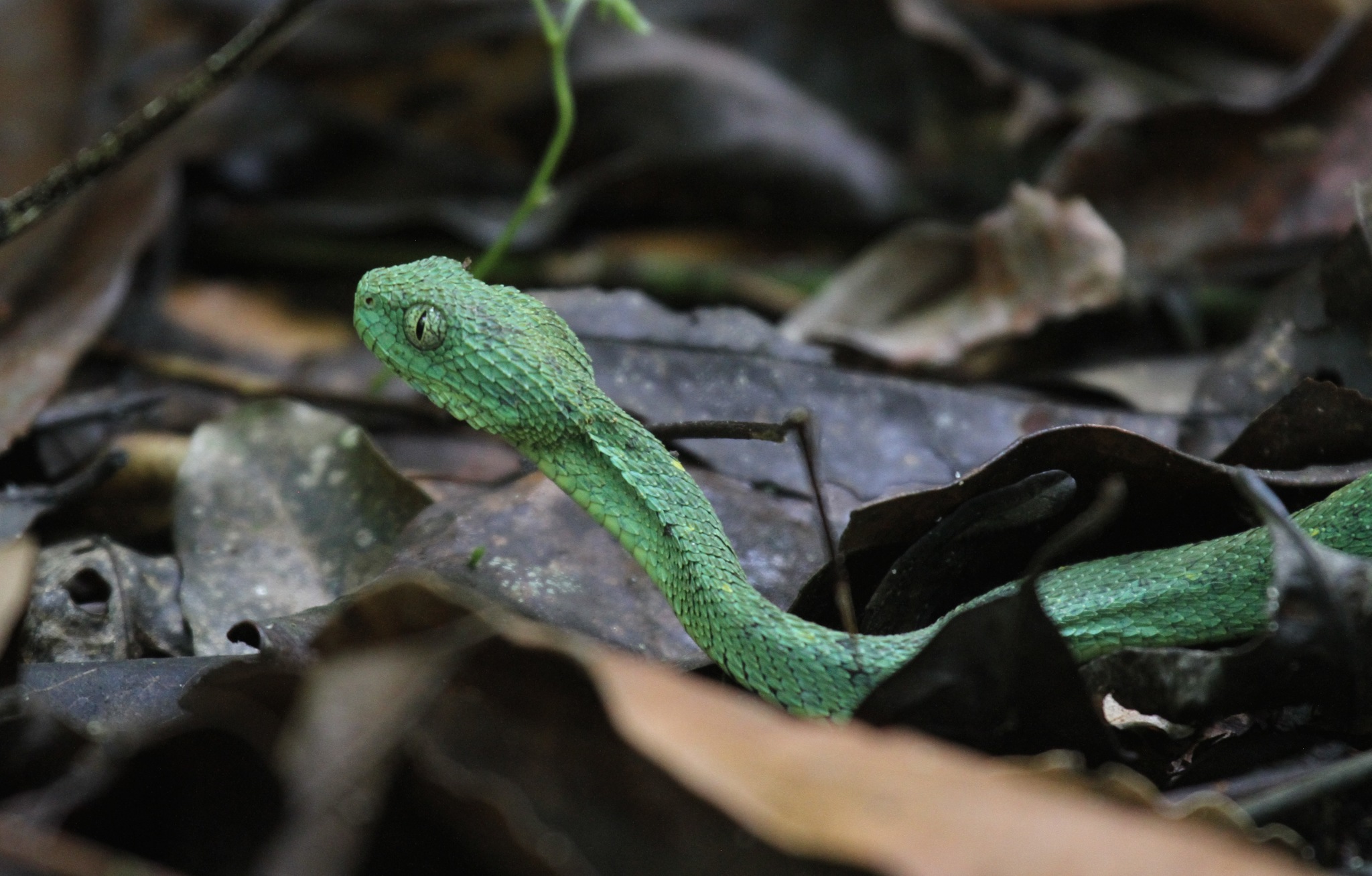 Green Bush Viper (Atheris chlorechis). Forests of West Africa. venomous