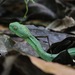 Green Bush Viper - Photo (c) Mikael Bauer, some rights reserved (CC BY-NC), uploaded by Mikael Bauer