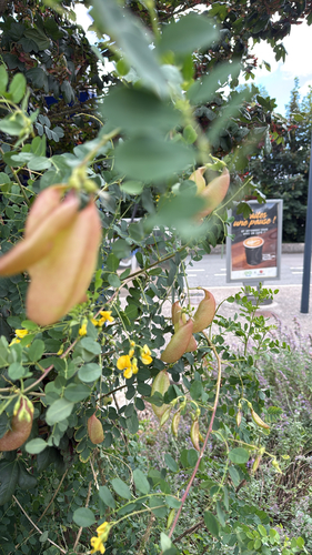 Bladder-senna