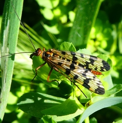 Panorpa meridionalis