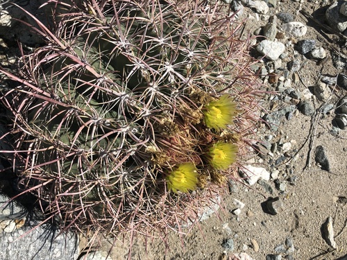 iNaturalist observation photo of California Barrel Cactus
