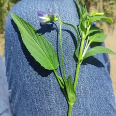 Viola elatior, photograph (c) Sergey Basalaev, some rights reserved (CC BY)