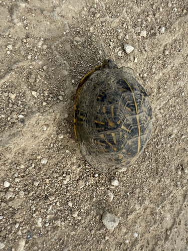 Ornate Box Turtle