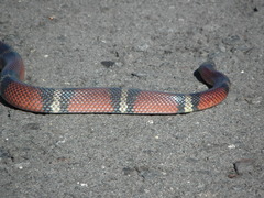 Lampropeltis polyzona