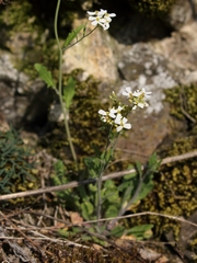Arabidopsis arenosa