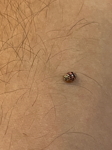 Poplar Ladybird Beetle