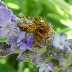 Oxyopes heterophthalmus