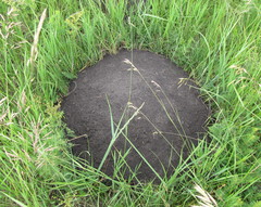 Spalax microphthalmus