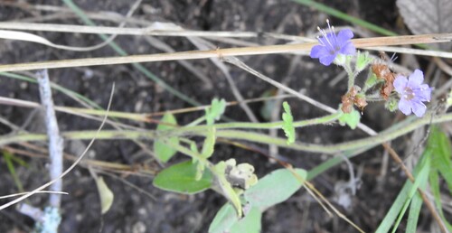 Phacelia congesta, photograph 5