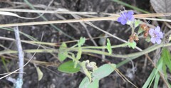 (c) saltyhiker, some rights reserved (CC BY) Phacelia congesta, photograph (c) saltyhiker, some rights reserved (CC BY)
