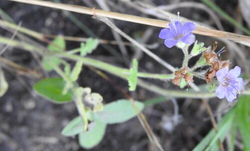 Phacelia congesta, photograph 6