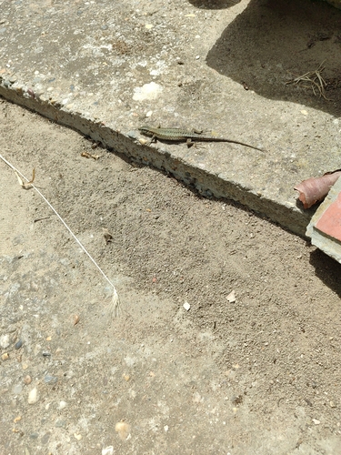 Common Wall Lizard