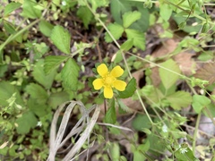 Waldsteinia fragarioides