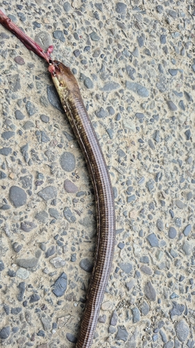 European Glass Lizard