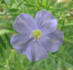 Linum nervosum