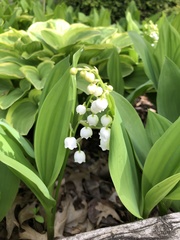Convallaria