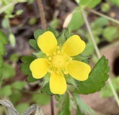Waldsteinia fragarioides