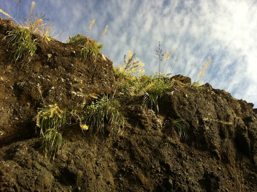 Ocean cliff pitcairnia