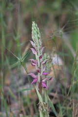 Anacamptis sancta