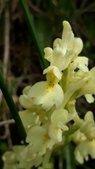 Orchis laeta image