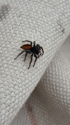 Red-bellied Jumping Spider