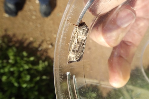 Brown Cutworm