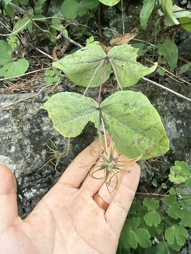 Clematis addisonii