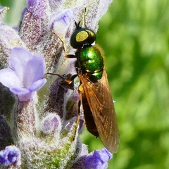 Chloromyia