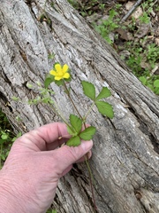 Waldsteinia fragarioides