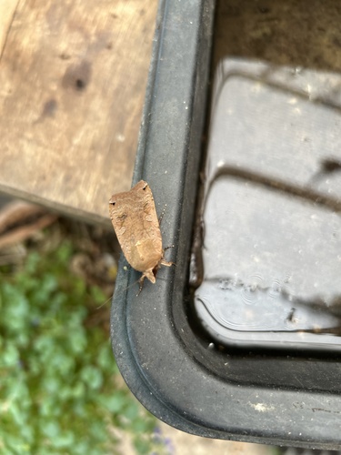 Large Yellow Underwing