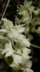 Orchis laeta image