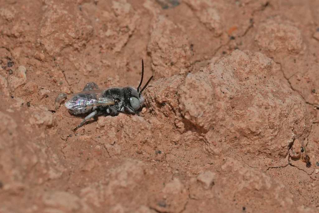 Haetosmia circumventa