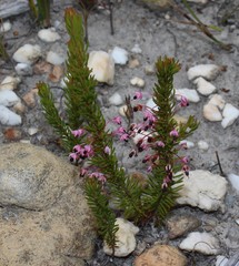 Erica rubiginosa