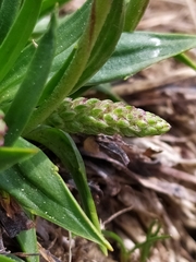 Plantago alpina