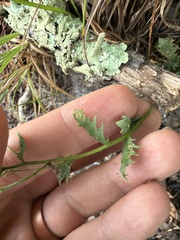 Draba ramosissima, photograph author not stated, no rights reserved
