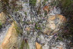 Indigofera mischocarpa