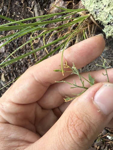 Draba ramosissima, photograph 5