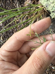 Draba ramosissima, photograph author not stated, no rights reserved