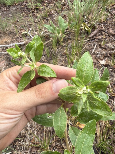 Eriogonum allenii, photograph 6