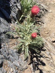 Cirsium arizonicum