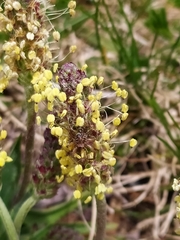 Plantago alpina