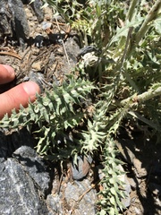 Cirsium arizonicum