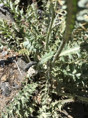 Cirsium arizonicum