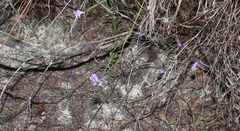 Amphithalea biovulata