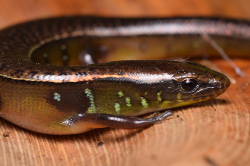 O'Shaughnessy's Galliwasp, Mesoamericus bilobatus