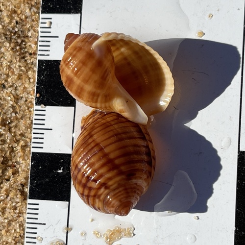 Tonna variegata, 2026-05-30