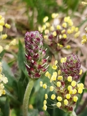 Plantago alpina