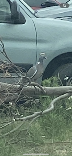 Common Wood-Pigeon